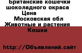 Британские кошечки шоколадного окраса › Цена ­ 3 000 - Московская обл. Животные и растения » Кошки   